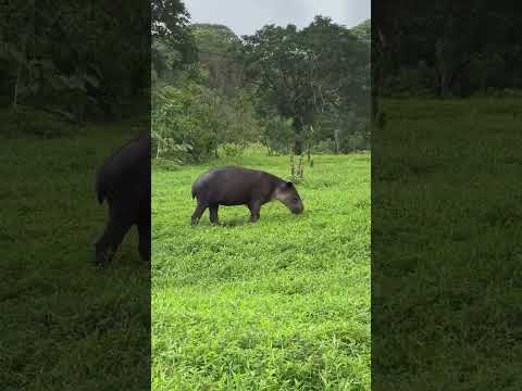 📍 Tapir - Bijagua, Upala, Alajuela 🇨🇷 www.Sensations.CR 🎥 @tapirvalleycr 🙌