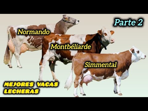 Norman, Simmental and Montbéliarde: 3 Cows "WAR TANKS" (Milk and Meat).