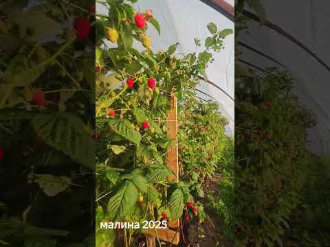 фото малина маргаритта 0