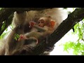 Baby Monkey Niko Is Wonderful Really Nice