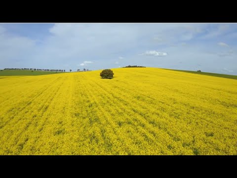 Canola Trail