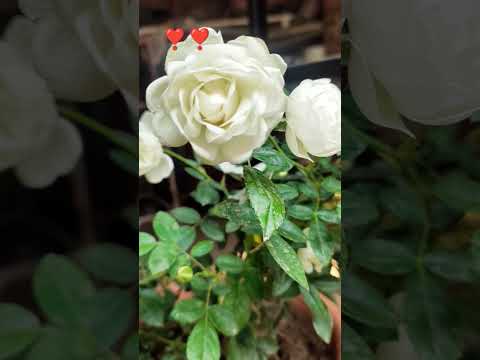 Flower#terracegarden#nature#lover#trandingsong#ytshorts