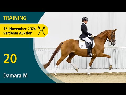 No. 20 Damara M by Dancier - Londonderry | Training - Verden Auction Online - November, 16th
