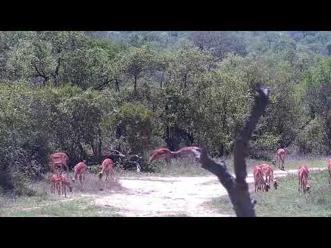Djuma: Impalas-females and lambs - 10:30 - 11/23/21