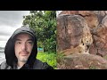 A Rainy Night At Disney S Animal Kingdom Best Safaris Ever Lions Roar Everest Dinosaur