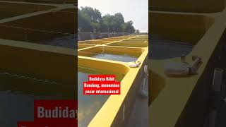 Download lagu CULTIVATION OF BALI MILKFISH SEEDLINGS. #milkfishseedlings mp3 Download lagu CULTIVATION OF BALI MILKFISH SEEDLINGS. #milkfishseedlings mp3