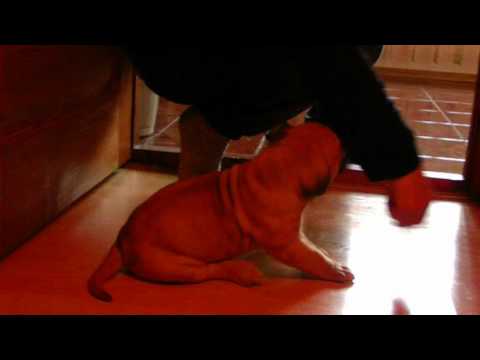 Male 33 days Adonis de Spartan Dog Kennel X Japoor Bulsara del pemba!