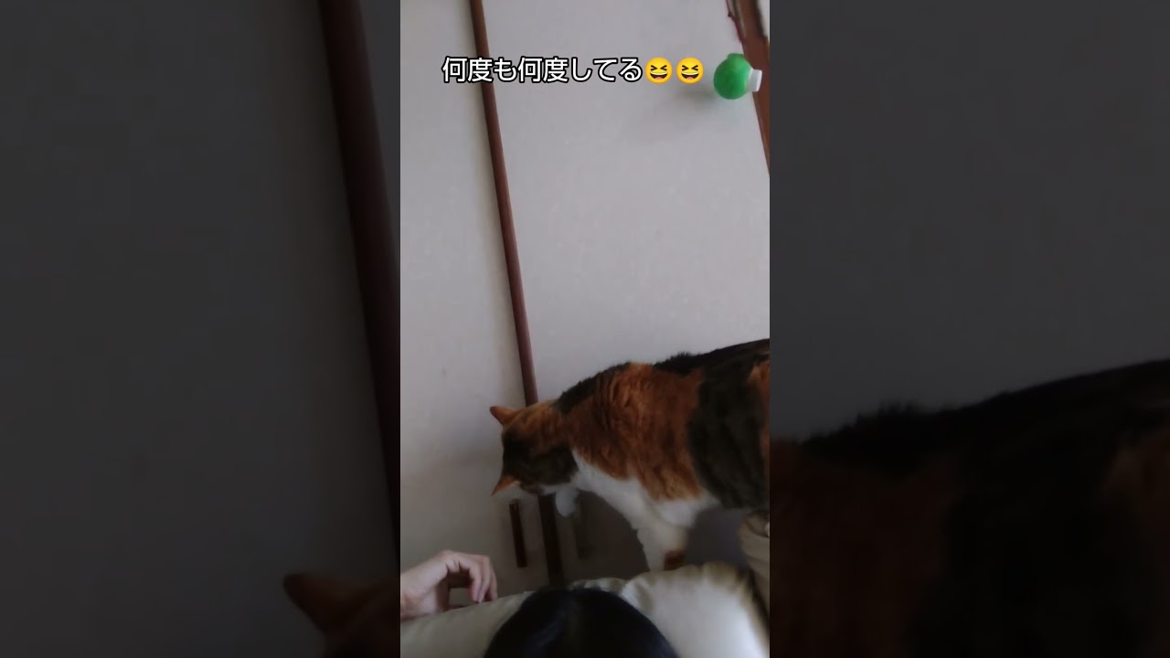 いたずらをするみーちゃん　#子猫#保護猫#猫のいる暮らし