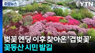 벚꽃 엔딩 이후 찾아온 '겹벚꽃'...꽃동산 시민 발길 / YTN