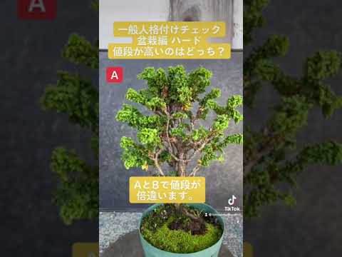 黄糸檜 植物
