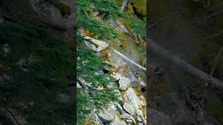 Increíble lance a rebeco l Memorias de un rebequero🔥 #caza