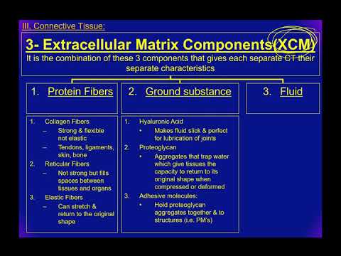 AP1-Chapter 4: Histology: The study of tissues (Part 4)