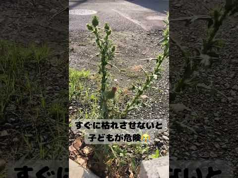 他の植物に害を与えずに雑草を枯らす方法は？自然で100%効果的なヒント  庭園