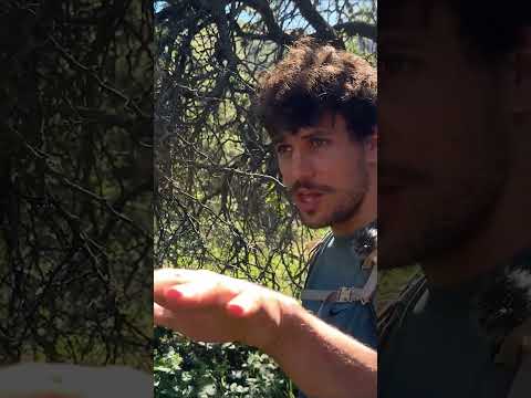 Frambueza silvestre hacia la Cascada del Aguilucho | Los Molles, San Luis