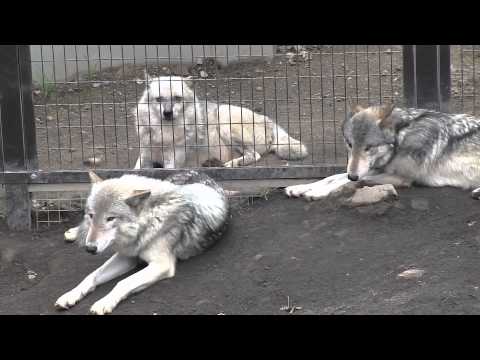 オオカミもあくびをする