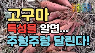 고구마재배))