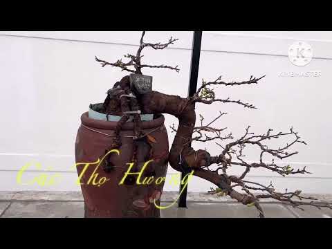 Cúc Thọ Hương Rễ Quái