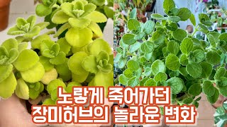 죽어가던 장미허브의 놀라운 변화!! 분갈이 후기+가지치기+삽목+외목대 장미허브 근황!!