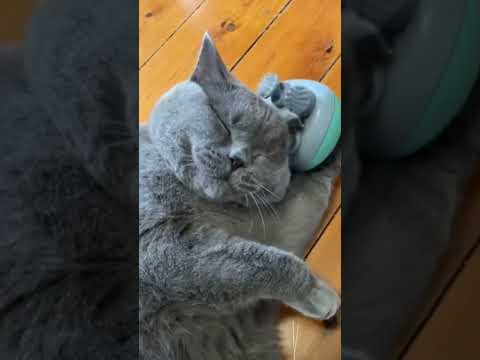 CUTE CAT #cat #trending #short #shortsvideo #catshorts #funnycats #viral #funnyvideo