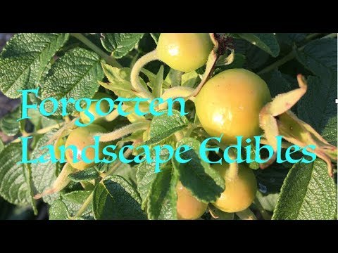The Most Commonly Forgotten Garden Edible: ABC acres- episode #106