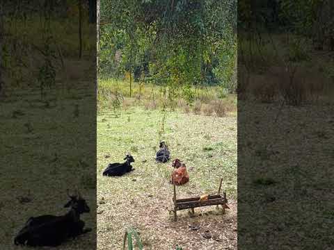 Paisagens de um Sistema Caipira
