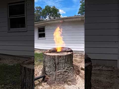 The best way to remove tree stumps 🌲#shorts