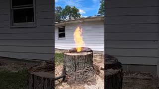 The best way to remove tree stumps 🌲#shorts