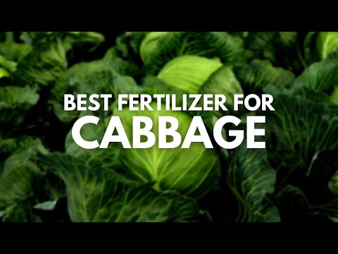 , title : 'Best Fertilizer for Cabbage - Juicy and Tasty Cabbages'