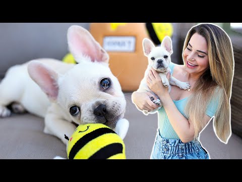 YouTube video about: What happened to rosanna pansino's dog cookie?