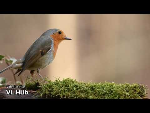 The Traveling Bird Feeder - Relax With Birds