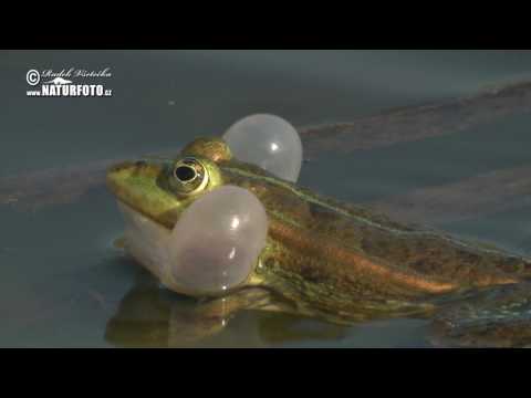 Skokan zelený - (Pelophylax kl. esculentus) - Edible Frog - Teichfrosch