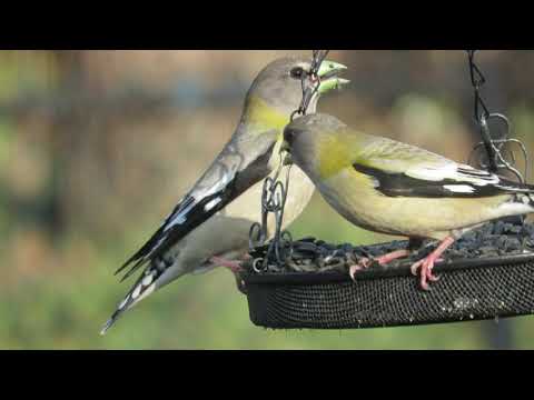 Evening Grosbeaks (female) 3/30/2019