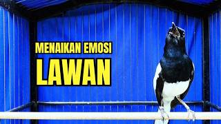 Download lagu kacer GACOR ngeplong Konslet untuk PANCINGAN KACER bahan dan Masteran Burung Kacer seketika NYAUT mp3