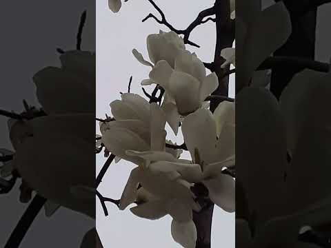 年に2回咲くモクレンの品種はありますか?どれの ？  庭園