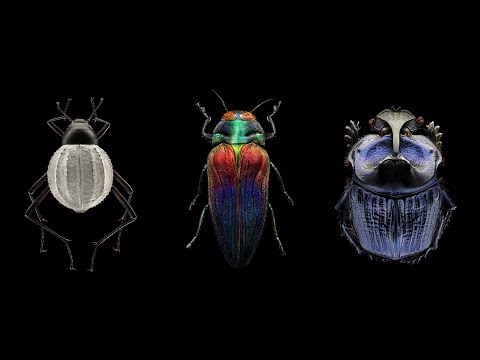 Mind-blowing, magnified portraits of insects | Levon Biss