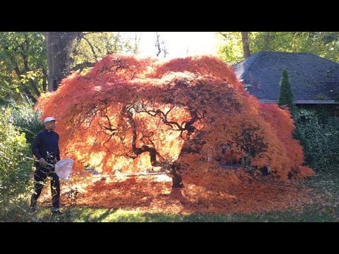 download lagu mp3 mp4 Japanese Maple Leaf Arrangement, download lagu Japanese Maple Leaf Arrangement gratis, unduh video klip Japanese Maple Leaf Arrangement