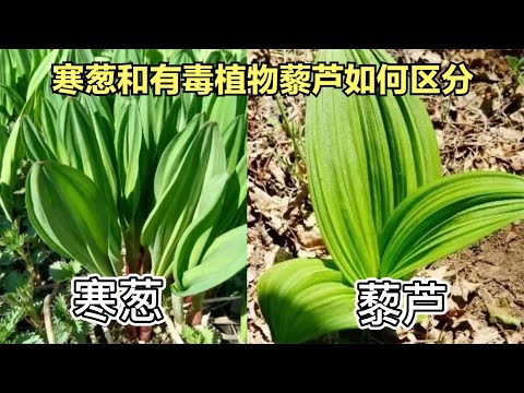 東北 植物