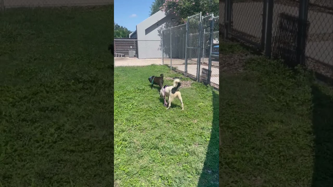 Finn, a Adoptable mixed breed in Corpus Christi, TX video 6/6