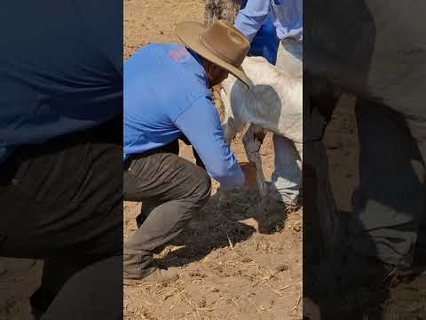 Fazenda Rio Vermelho em Recursolandia no Tocantins