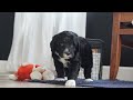 Portuguese Water Dog dogs for sale: Zeke - Video 1