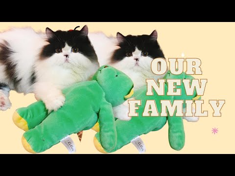 new family member | non standard munchkin cat