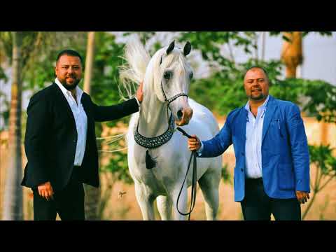 El Farida Stud Documentary by ERCTRA | Premium Arabian Horse Farm Film Production