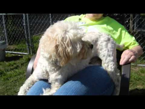 Dave, an adopted Poodle Mix in Houston, TX_image-1