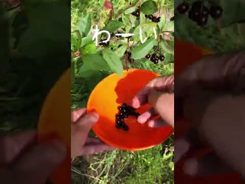 アロニア・メラノカルパ（黒い果実のチョークベリー）をいつ、どのように植えるのですか？  庭園