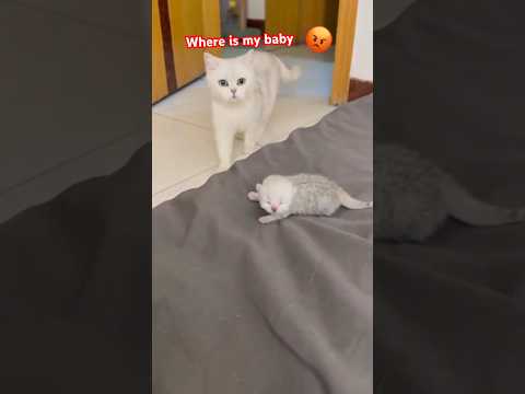 Over protective mama 🐱 mother cat  | #cats #catsfunny #youtubeshorts