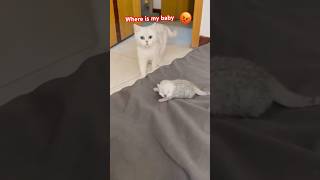 Over protective mama 🐱 mother cat  | #cats #catsfunny #youtubeshorts
