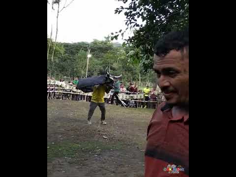  Resumen: Toro Humanos en Arroyo Grande Abajo San Carlos Córdoba Nov 17 2025