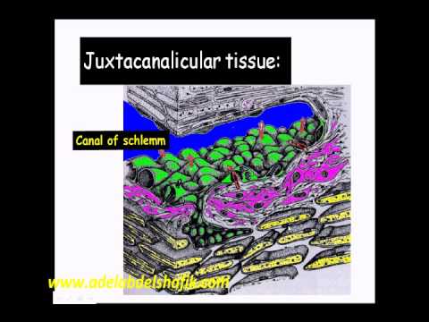 Gonioscopy Lecture Part1