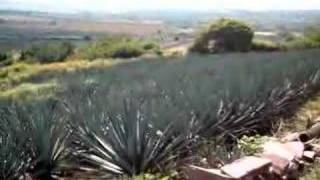 preview picture of video 'WOW! Tequila Crops!'