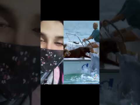 dolphin kiss a dog ❤👄